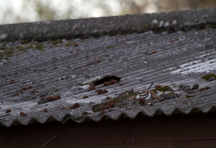 A Killdeer chose this building top for a nesting site at Fort Smallwood Park, Maryland (4/12/2012). Photo by Bill Hubick.
