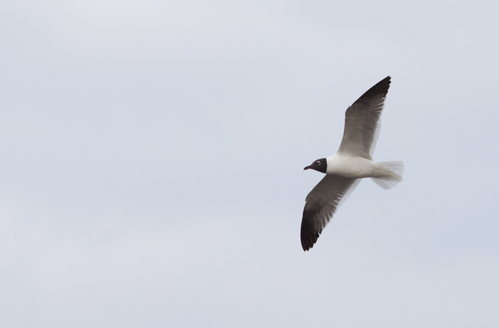 One of two Laughing Gulls that stopped in at Fort Smallwood Park today (4/15/2012). Photo by Bill Hubick.
