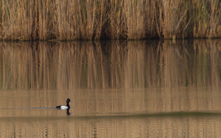 A drake Lesser Scaup drops in at the Fort Smallwood pond for a couple minutes before continuing north (4/15/2012). Photo by Bill Hubick.