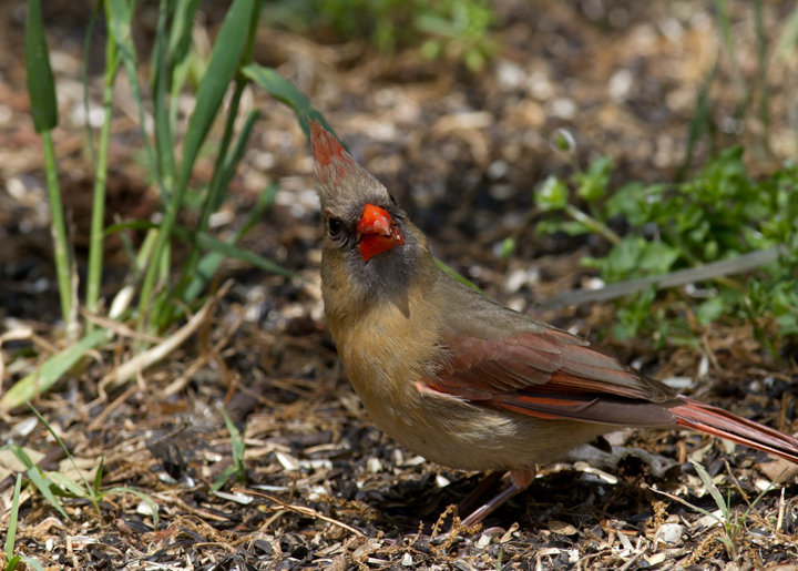 Male and female Northern Cardinals - Anne Arundel Co., Maryland (4/27/2012). Photo by Bill Hubick.