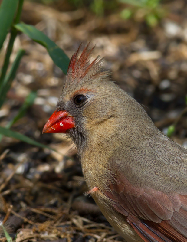 Male and female Northern Cardinals - Anne Arundel Co., Maryland (4/27/2012). Photo by Bill Hubick.