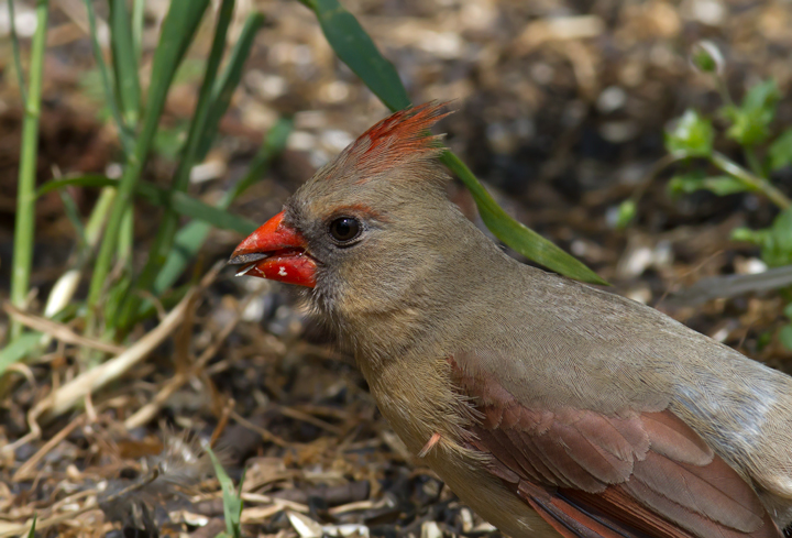 Male and female Northern Cardinals - Anne Arundel Co., Maryland (4/27/2012). Photo by Bill Hubick.