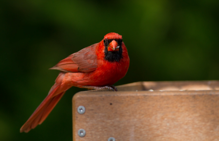 Male and female Northern Cardinals - Anne Arundel Co., Maryland (4/27/2012). Photo by Bill Hubick.
