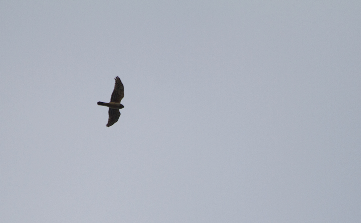 A Northern Harrier casts a distinctive silhouette over Fort Smallwood Park, Maryland (4/15/2012). Photo by Bill Hubick.