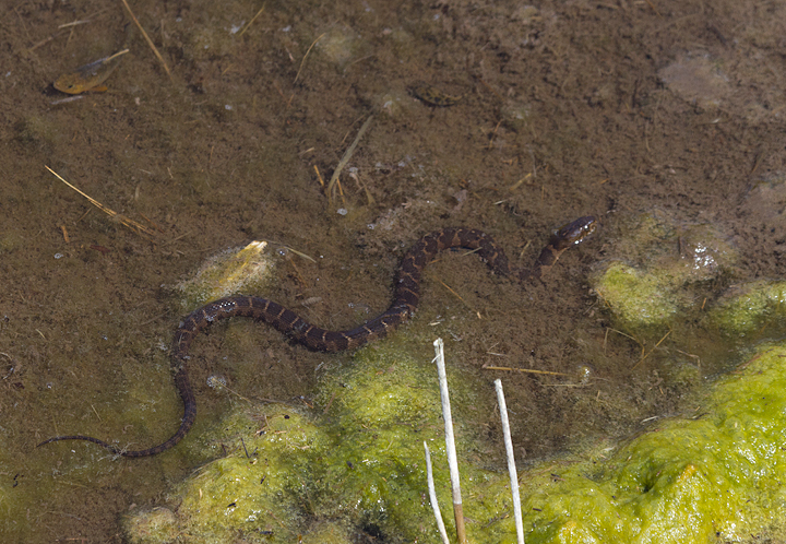 Unfortunately for the minnows, the marsh is also a nursery for young Northern Water Snakes (two of six noted below). Photo by Bill Hubick.