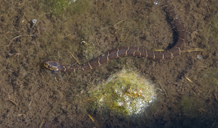 Unfortunately for the minnows, the marsh is also a nursery for young Northern Water Snakes (two of six noted below). Photo by Bill Hubick.