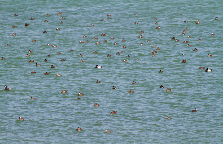 A large flock of Ruddy Ducks and a few Lesser Scaup at Swan Creek, Anne Arundel Co., Maryland (4/8/2012). Photo by Bill Hubick.