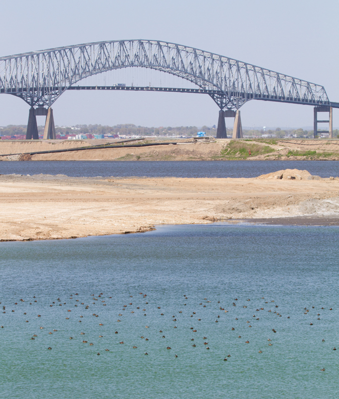 A large flock of Ruddy Ducks and a few Lesser Scaup at Swan Creek, Anne Arundel Co., Maryland (4/8/2012). Photo by Bill Hubick.