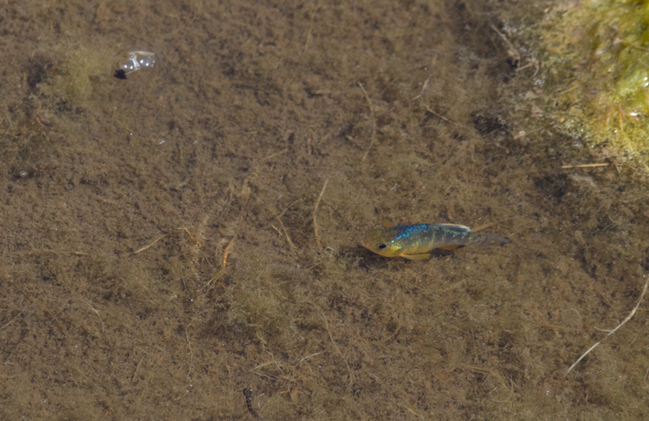Sheepshead Minnows sparkling in a Chesapeake Bay marsh (4/15/2012). Photo by Bill Hubick.