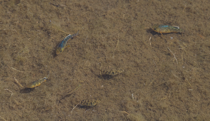 Sheepshead Minnows sparkling in a Chesapeake Bay marsh (4/15/2012). Photo by Bill Hubick.