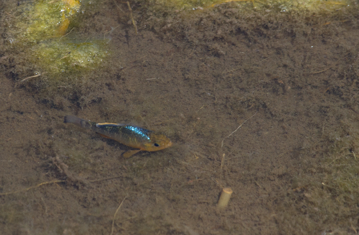 Sheepshead Minnows sparkling in a Chesapeake Bay marsh (4/15/2012). Photo by Bill Hubick.
