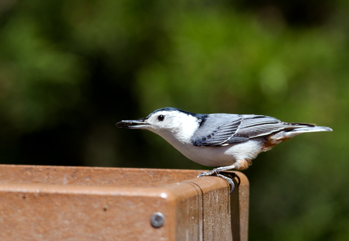 A White-breasted Nuthatch visits our yard in Pasadena, Maryland (4/29/2012). Uncommon in our yard from April through September. Essentially a winter resident in our yard, though the species breeds at Fort Smallwood. Perhaps they'll nest a little closer this year and stay on for the summer. Photo by Bill Hubick.