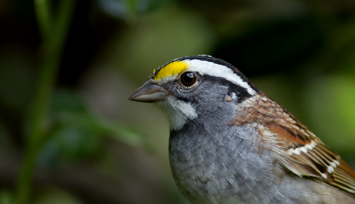 I decided I couldn't let the sharply dressed White-throated Sparrows in my yard leave without posing for a few yearbook photos (Pasadena, Maryland, 4/15/2012). Photo by Bill Hubick.