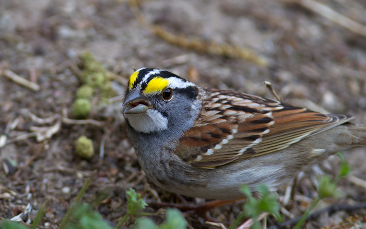 I decided I couldn't let the sharply dressed White-throated Sparrows in my yard leave without posing for a few yearbook photos (Pasadena, Maryland, 4/15/2012). Photo by Bill Hubick.