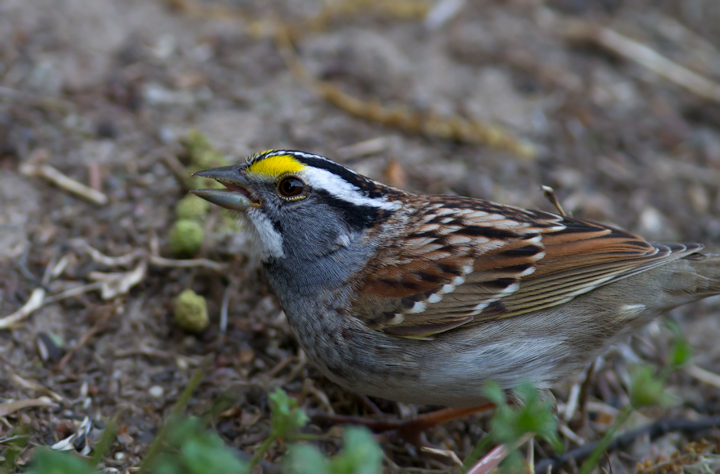 I decided I couldn't let the sharply dressed White-throated Sparrows in my yard leave without posing for a few yearbook photos (Pasadena, Maryland, 4/15/2012). Photo by Bill Hubick.