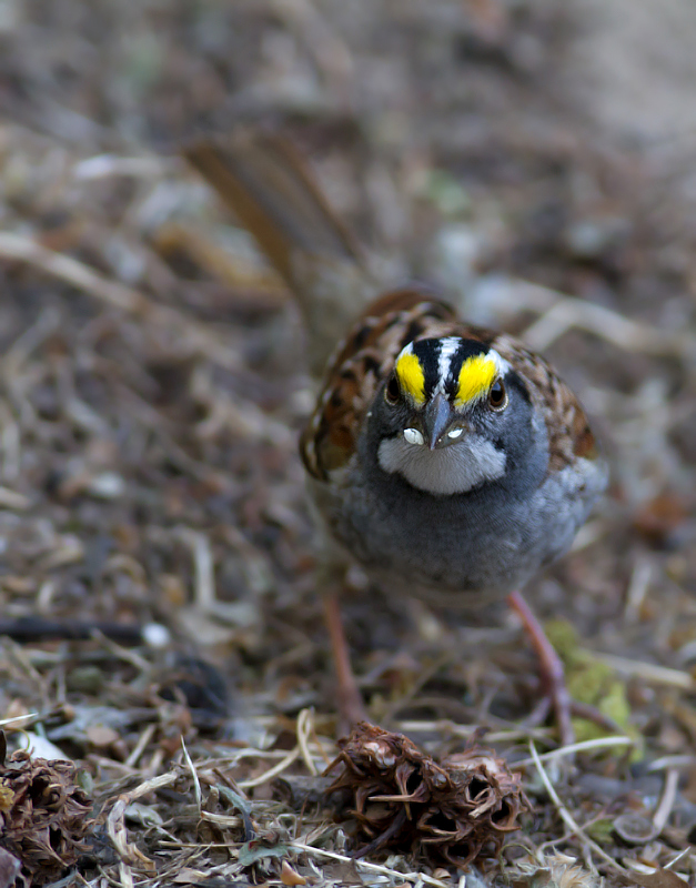 I decided I couldn't let the sharply dressed White-throated Sparrows in my yard leave without posing for a few yearbook photos (Pasadena, Maryland, 4/15/2012). Photo by Bill Hubick.