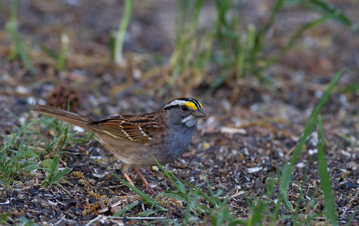 I decided I couldn't let the sharply dressed White-throated Sparrows in my yard leave without posing for a few yearbook photos (Pasadena, Maryland, 4/15/2012). Photo by Bill Hubick.
