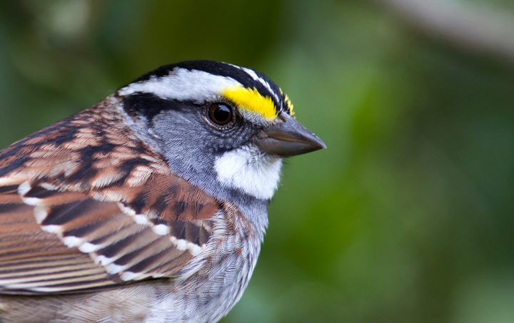 I decided I couldn't let the sharply dressed White-throated Sparrows in my yard leave without posing for a few yearbook photos (Pasadena, Maryland, 4/15/2012). Photo by Bill Hubick.