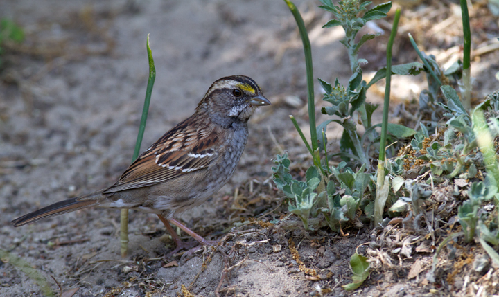 Lingering White-throated Sparrows - Anne Arundel Co., Maryland (4/27/2012). Photo by Bill Hubick.