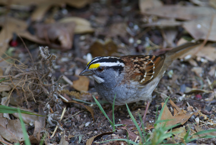 Lingering White-throated Sparrows - Anne Arundel Co., Maryland (4/27/2012). Photo by Bill Hubick.