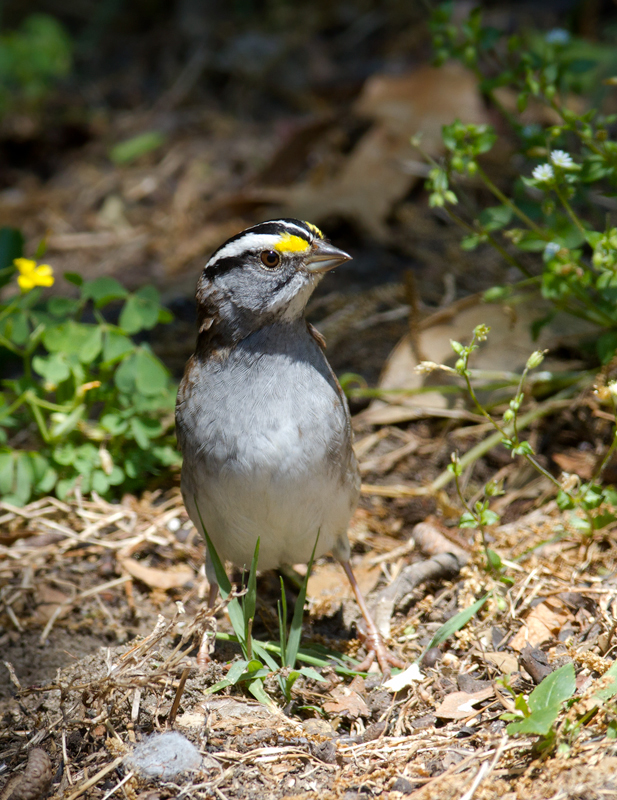 More posing White-throated Sparrows - Anne Arundel Co., Maryland (4/29/2012). Photo by Bill Hubick.