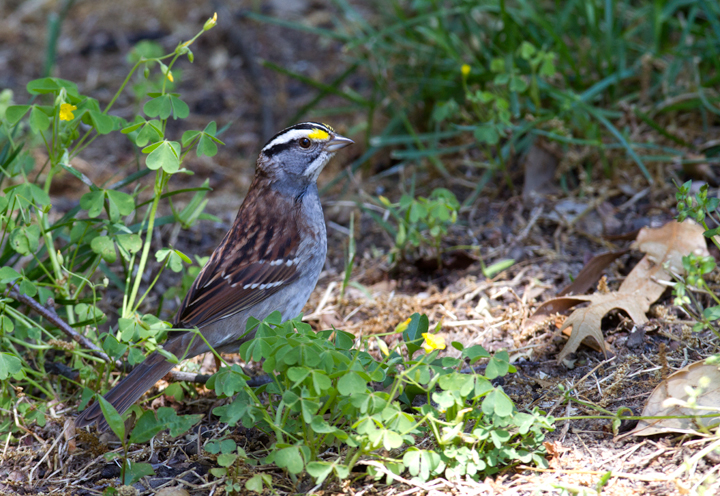 More posing White-throated Sparrows - Anne Arundel Co., Maryland (4/29/2012). Photo by Bill Hubick.