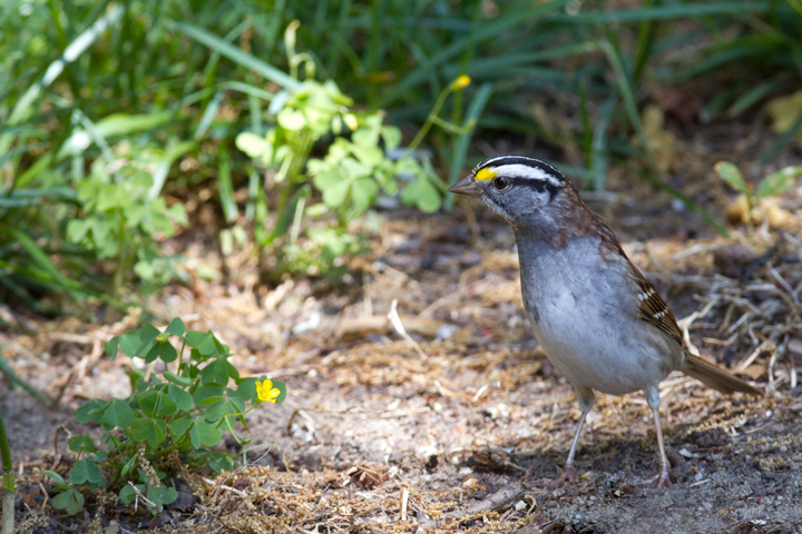 More posing White-throated Sparrows - Anne Arundel Co., Maryland (4/29/2012). Photo by Bill Hubick.