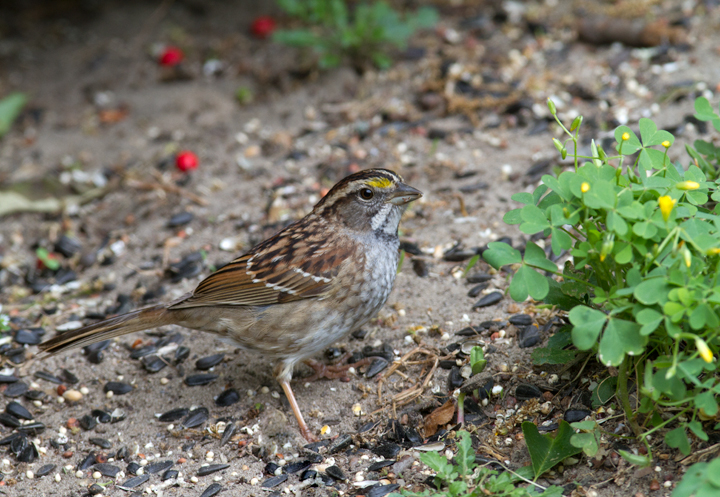 The numbers of lingering White-throats in our yard dropped by about 90% on 5/1/2012. This one continues in our yard on 5/2/2012. Photo by Bill Hubick.