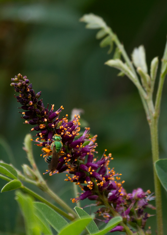 <em>Agapostemon virescens</em> on False Indigo Bush at Fort Smallwood Park, Maryland (5/14/2012).<br />Thanks to Sam Droege for bee ID assistance. Photo by Bill Hubick.