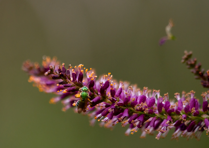 <em>Agapostemon virescens</em> on False Indigo Bush at Fort Smallwood Park, Maryland (5/14/2012).<br />Thanks to Sam Droege for bee ID assistance. Photo by Bill Hubick.