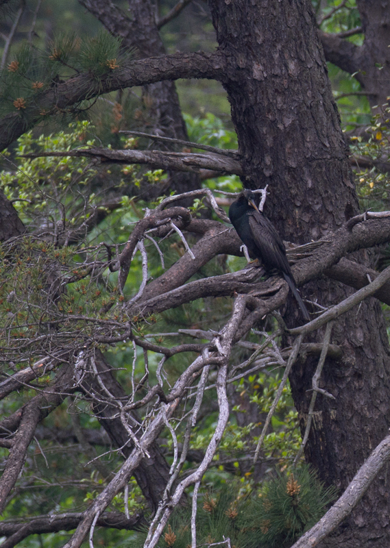 An Anhinga at Lake Waterford, Anne Arundel Co., Maryland (5/4/2012)! An awesome find by Matt Grey, this species has been reported annually in recent years, but most sightings are flybys or extremely brief stays. After ten years of birding in Maryland, this was a state bird for me. Congratulations, Matt, and thanks! Photo by Bill Hubick.