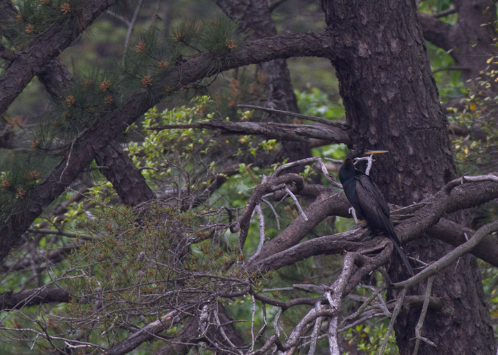 An Anhinga at Lake Waterford, Anne Arundel Co., Maryland (5/4/2012)! An awesome find by Matt Grey, this species has been reported annually in recent years, but most sightings are flybys or extremely brief stays. After ten years of birding in Maryland, this was a state bird for me. Congratulations, Matt, and thanks! Photo by Bill Hubick.