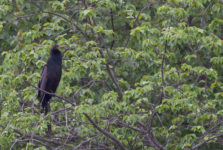An Anhinga at Lake Waterford, Anne Arundel Co., Maryland (5/4/2012)! An awesome find by Matt Grey, this species has been reported annually in recent years, but most sightings are flybys or extremely brief stays. After ten years of birding in Maryland, this was a state bird for me. Congratulations, Matt, and thanks! Photo by Bill Hubick.