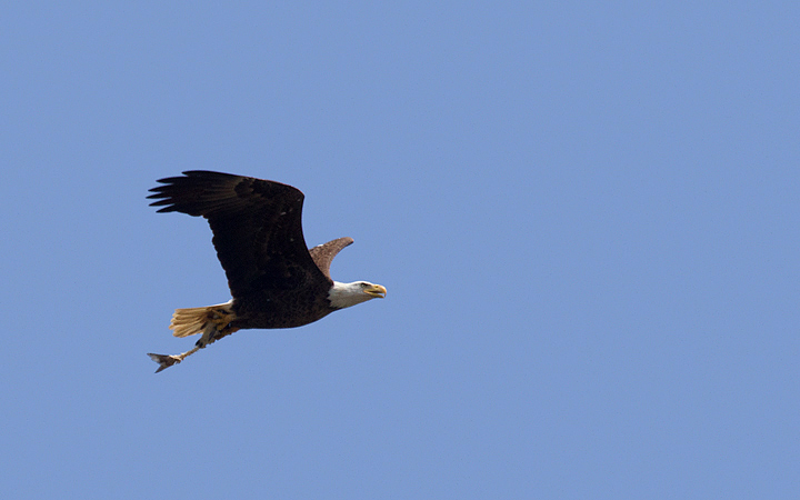 A Bald Eagle with very incomplete fish at Fort Smallwood, Maryland (5/14/2012). Photo by Bill Hubick.