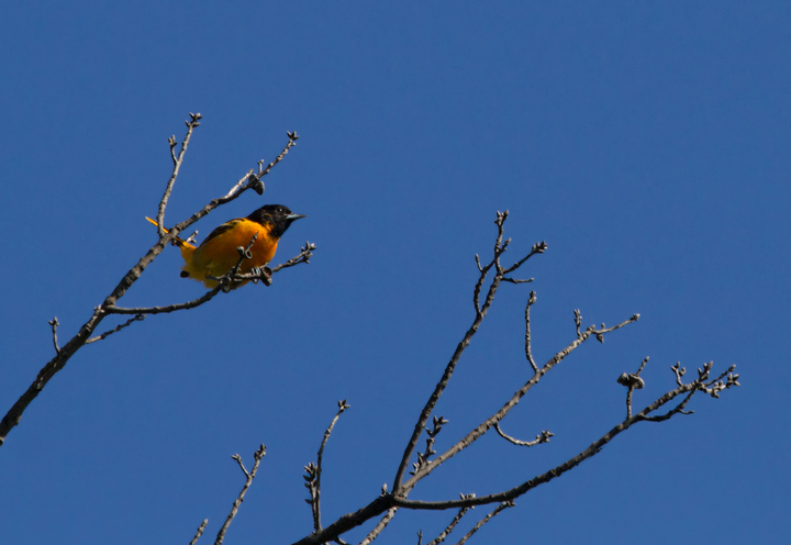 A beautiful male Baltimore Oriole on territory at Fort Smallwood Park, Maryland (5/10/2012). Photo by Bill Hubick.