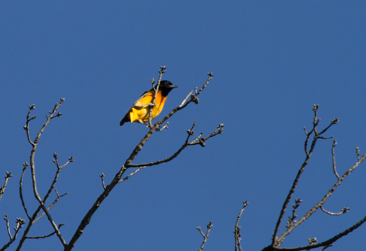 A beautiful male Baltimore Oriole on territory at Fort Smallwood Park, Maryland (5/10/2012). Photo by Bill Hubick.