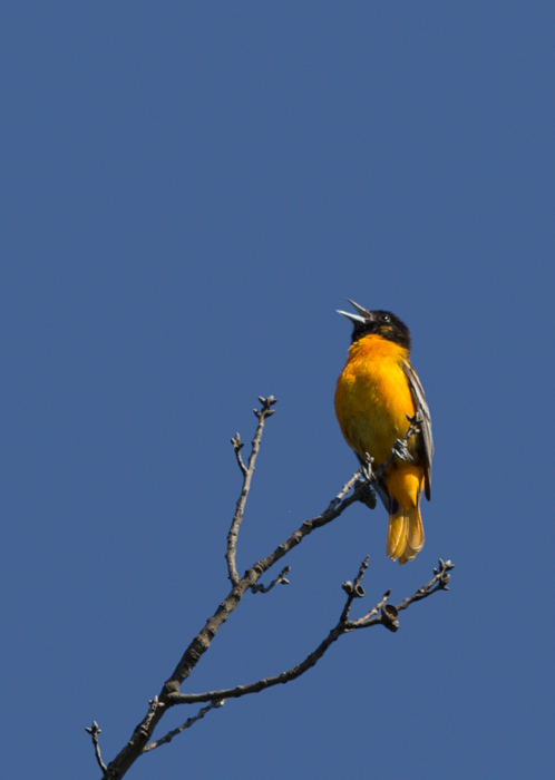 A beautiful male Baltimore Oriole on territory at Fort Smallwood Park, Maryland (5/10/2012). Photo by Bill Hubick.