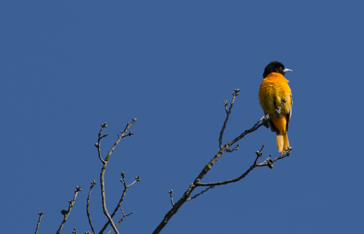 A beautiful male Baltimore Oriole on territory at Fort Smallwood Park, Maryland (5/10/2012). Photo by Bill Hubick.