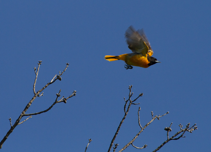 A beautiful male Baltimore Oriole on territory at Fort Smallwood Park, Maryland (5/10/2012). Photo by Bill Hubick.
