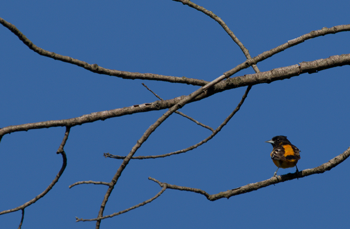 A beautiful male Baltimore Oriole on territory at Fort Smallwood Park, Maryland (5/10/2012). Photo by Bill Hubick.