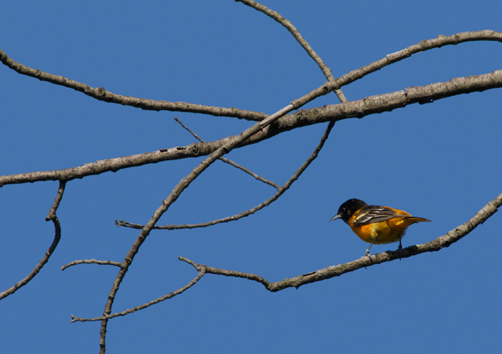 A beautiful male Baltimore Oriole on territory at Fort Smallwood Park, Maryland (5/10/2012). Photo by Bill Hubick.