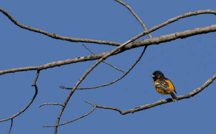 A beautiful male Baltimore Oriole on territory at Fort Smallwood Park, Maryland (5/10/2012). Photo by Bill Hubick.