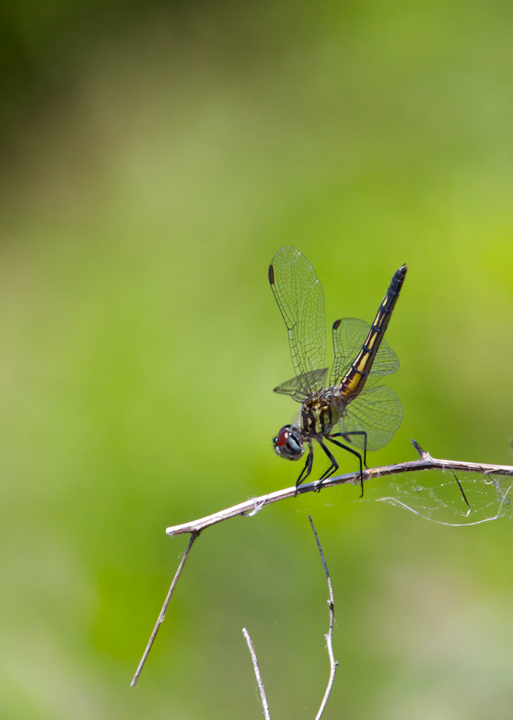 First Blue Dasher of the year at Fort Smallwood (5/19/2012). This female is in the "obelisk" position, which reduces surface area exposed to the sun and therefore helps regulate body temperature on hot, sunny days. Photo by Bill Hubick.