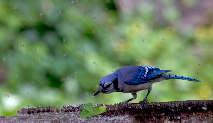 A Blue Jay takes advantage of a flying ant emergence (Anne Arundel Co., Maryland, 5/16/2012). Photo by Bill Hubick.
