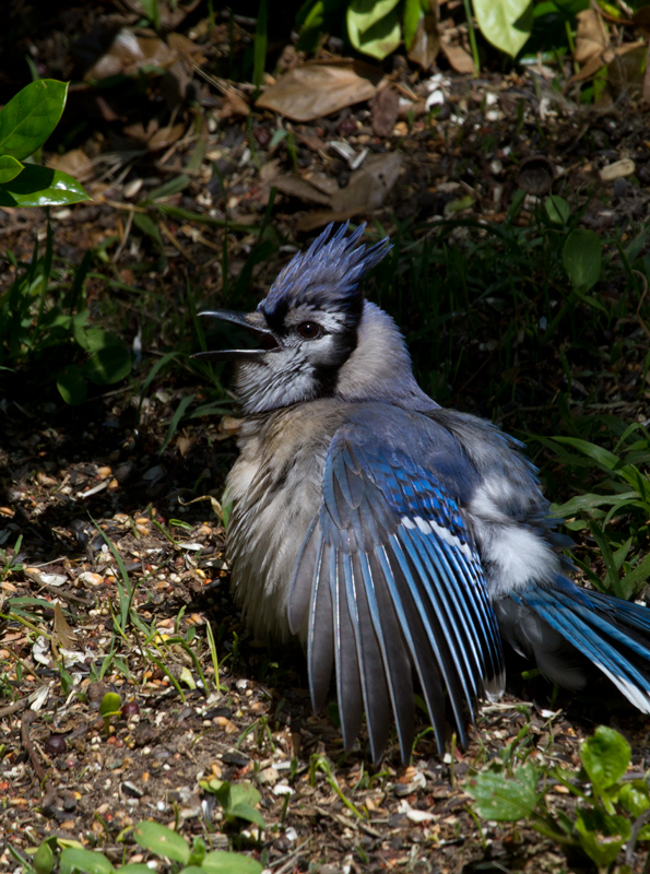 Blue Jays sunning in a favorite patch of our yard (Pasadena, Maryland, 5/19/2012). Photo by Bill Hubick.