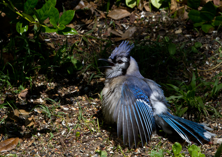 Blue Jays sunning in a favorite patch of our yard (Pasadena, Maryland, 5/19/2012). Photo by Bill Hubick.