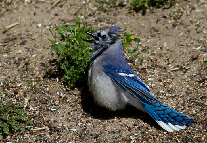 Blue Jays sunning in a favorite patch of our yard (Pasadena, Maryland, 5/19/2012). Photo by Bill Hubick.