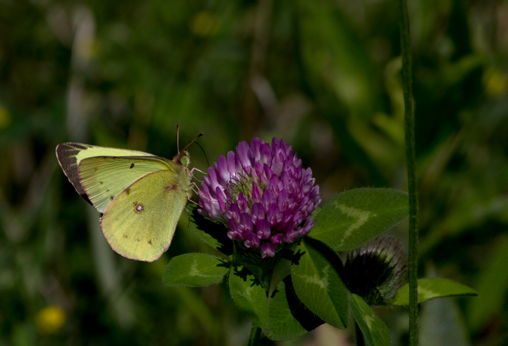 A Clouded Sulfur at Fort Smallwood Park, Maryland (5/19/2012). Photo by Bill Hubick.
