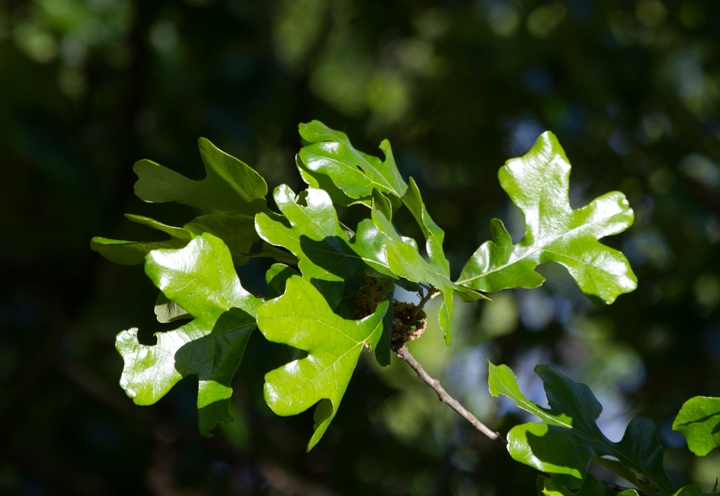 Common Post Oak at Fort Smallwood, Maryland (5/10/2012). Photo by Bill Hubick.