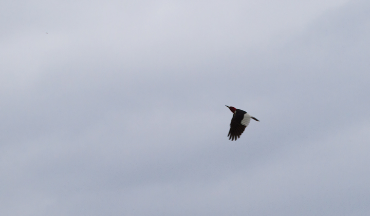 A migrant Red-headed Woodpecker at Fort Smallwood Park, Maryland (5/8/2012). Photo by Bill Hubick.